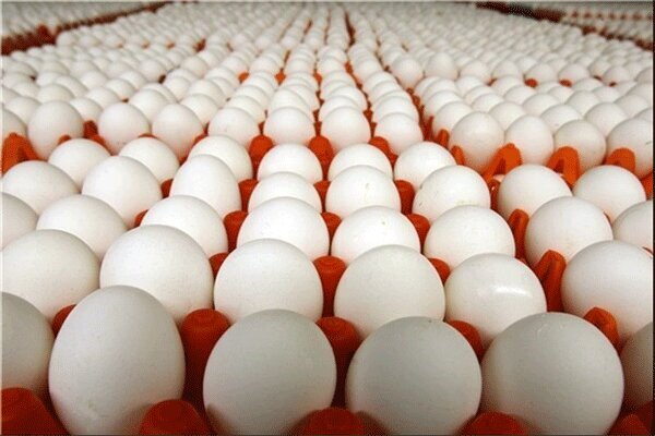 تخم مرغ به صورت محدود ادامه دارد - صادرات تخم مرغ به صورت محدود ادامه دارد